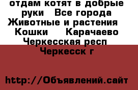 отдам котят в добрые руки - Все города Животные и растения » Кошки   . Карачаево-Черкесская респ.,Черкесск г.